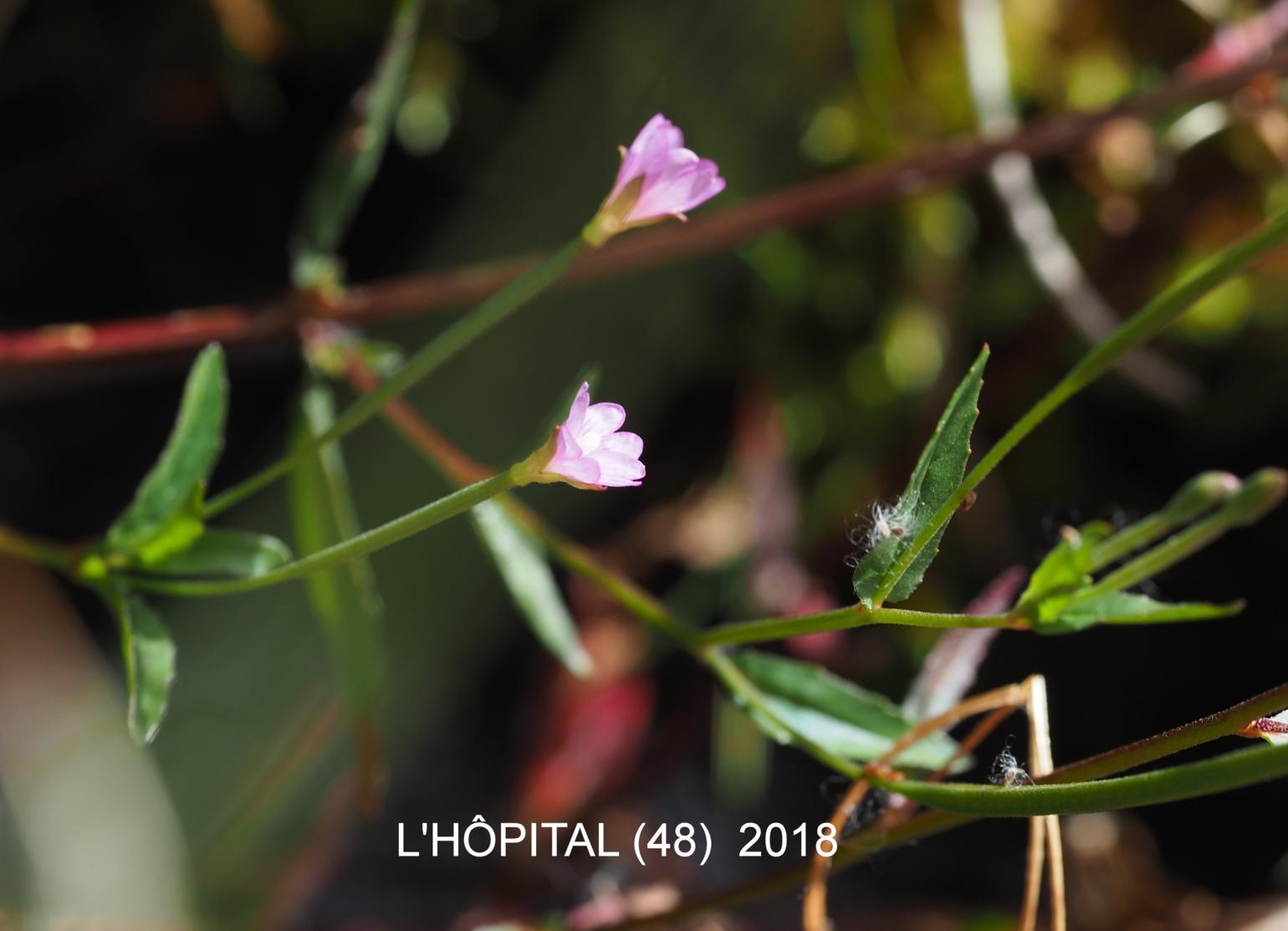 Willow-herb, Short-fruited